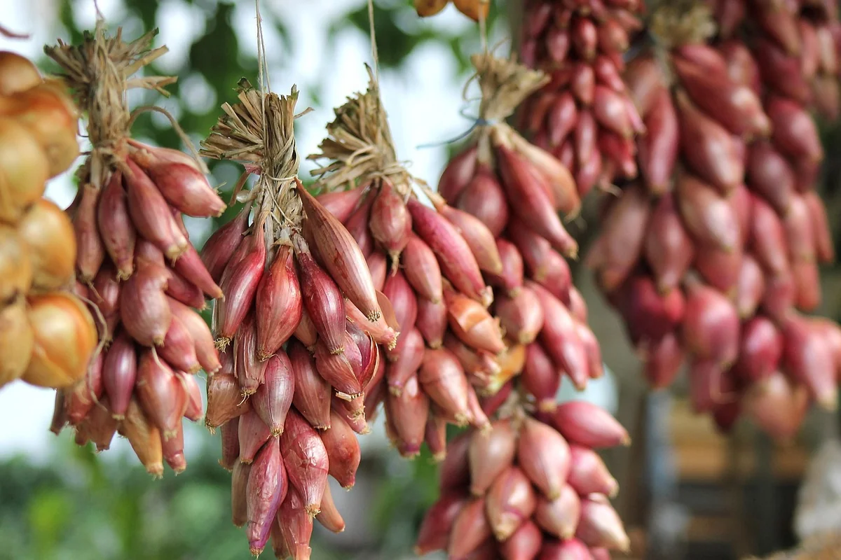 Créer un potager en carré sur balcon petit espace : guide complet 2026